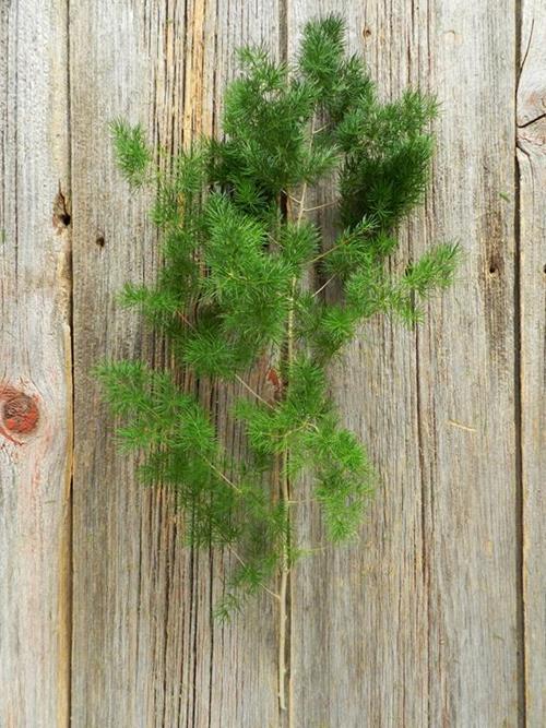  MING FERN  GREENS
